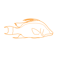 Animals Saltwater Fish Common Hogfish Black And White Svg Vector, Free Vectors File